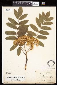 Sorbus decora image
