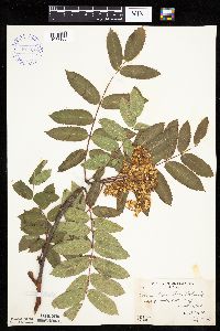 Sorbus decora image