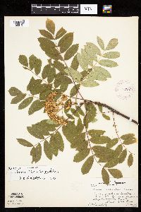 Sorbus decora image