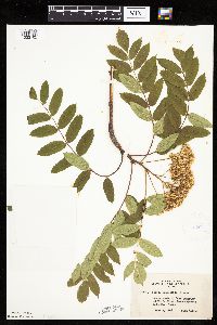 Sorbus decora image