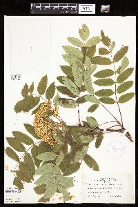 Sorbus decora image