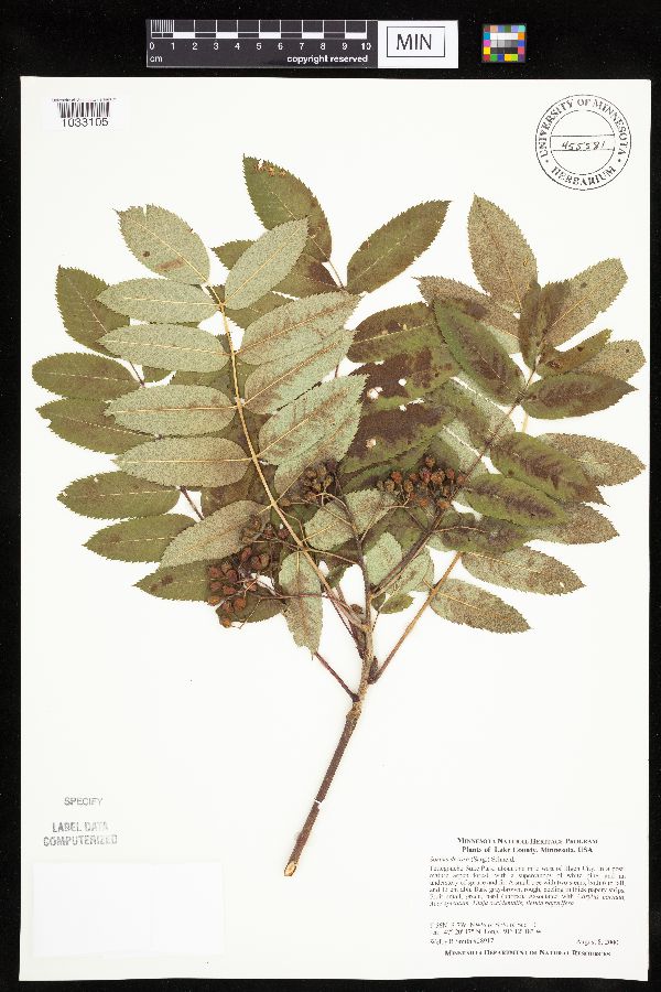 Sorbus decora image