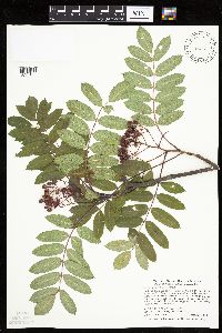 Sorbus decora image