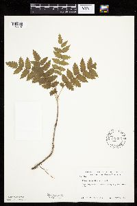 Sorbus decora image