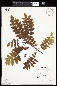 Sorbus decora image