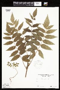 Sorbus decora image