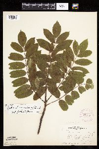 Sorbus decora image