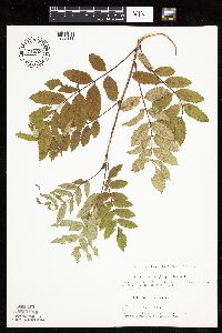 Sorbus decora image