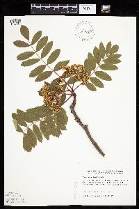 Sorbus decora image