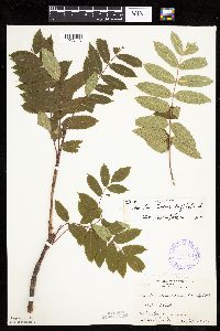 Sorbus decora image