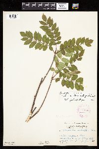 Sorbus decora image