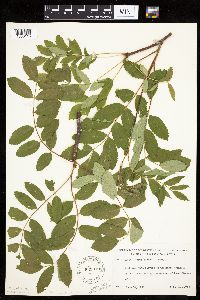 Sorbus decora image