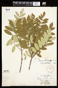 Sorbus decora image