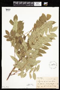 Sorbus decora image