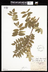 Sorbus decora image