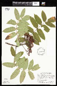 Sorbus decora image