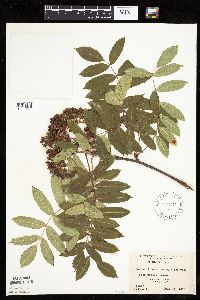 Sorbus decora image
