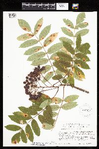 Sorbus decora image