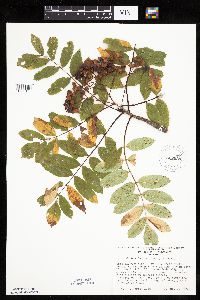 Sorbus decora image