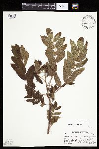 Sorbus decora image