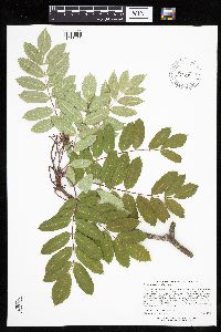 Sorbus decora image