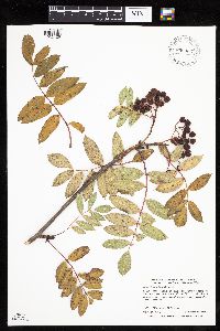 Sorbus decora image