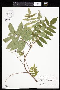 Sorbus decora image