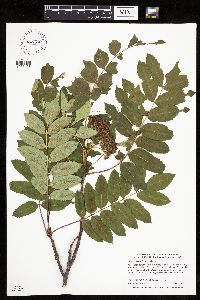 Sorbus decora image