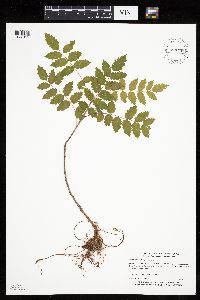 Sorbus decora image