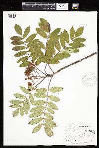 Sorbus decora image