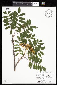 Sorbus decora image