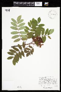 Sorbus decora image