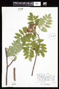 Sorbus decora image