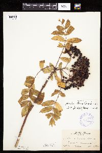 Sorbus decora image
