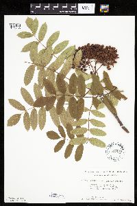 Sorbus decora image