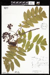 Sorbus decora image