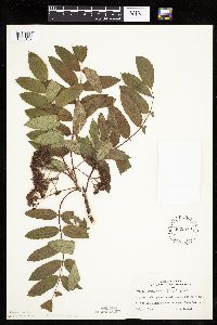 Sorbus decora image