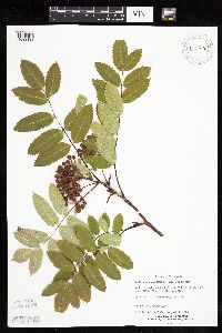 Sorbus decora image