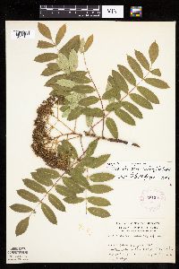 Sorbus decora image