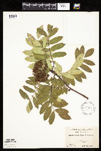 Sorbus decora image