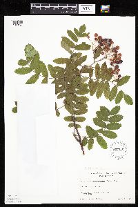 Sorbus decora image