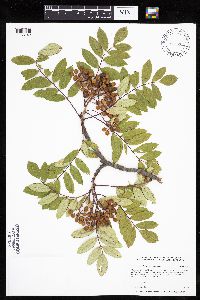 Sorbus decora image