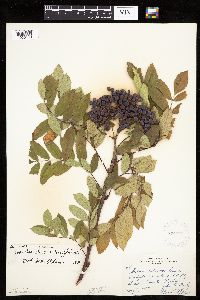 Sorbus decora image