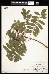 Sorbus decora image
