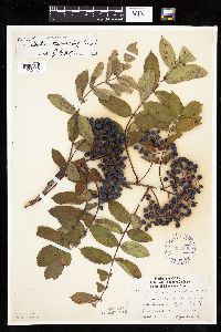 Sorbus decora image