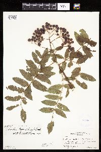 Sorbus decora image