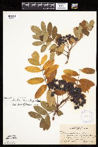 Sorbus decora image