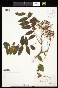 Sorbus decora image