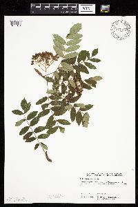 Sorbus decora image