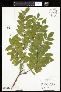 Sorbus decora image